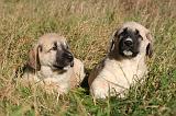 KANGAL 072